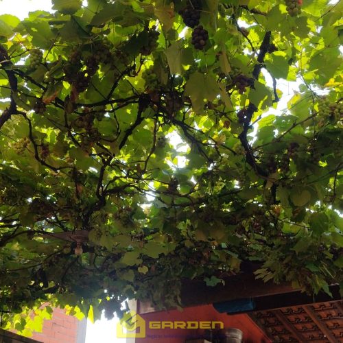 sobrado (1)